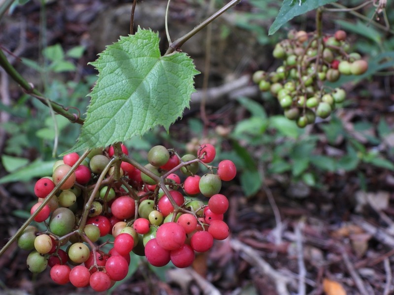 Ampelocissus erdvendbergiana photo 6
