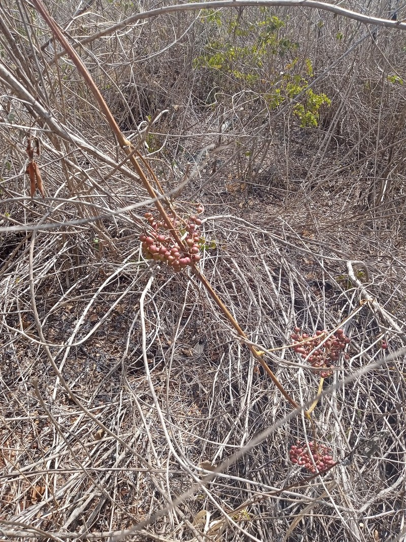 Ampelocissus erdvendbergiana photo 8