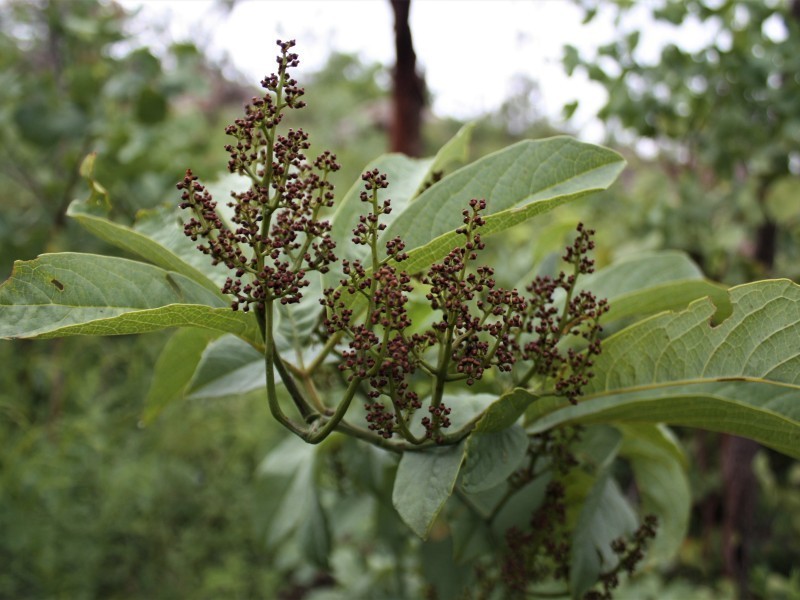 Ampelocissus frutescens