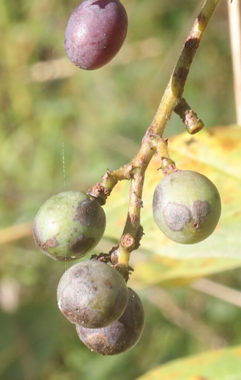 Ampelocissus frutescens photo 2
