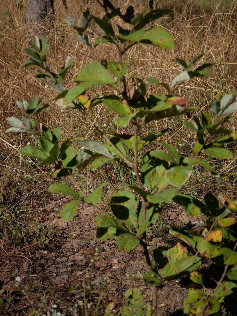 Ampelocissus frutescens photo 8