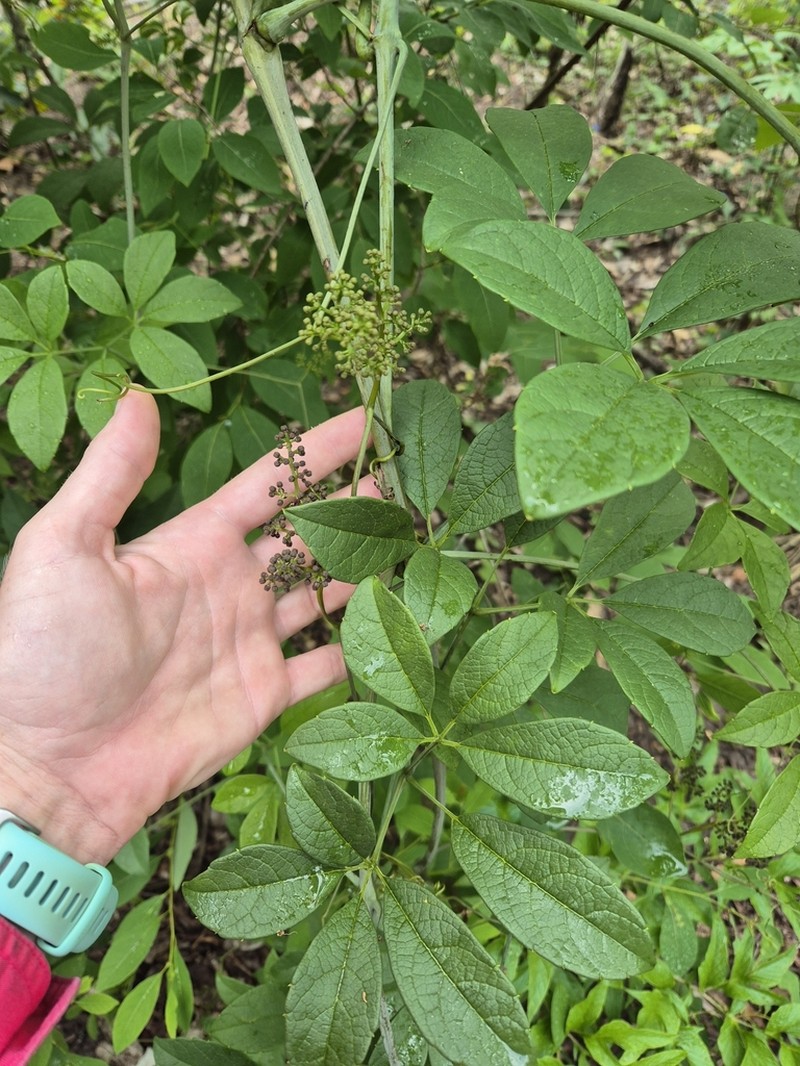 Ampelocissus gardineri