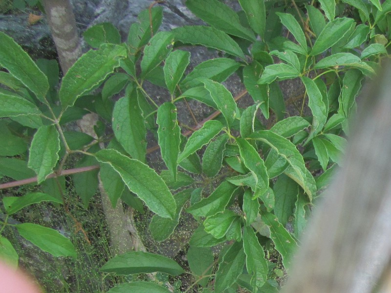Ampelocissus gardineri photo 8