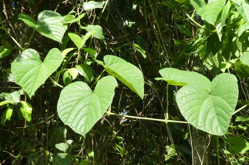 Ampelocissus gracilipes photo 2