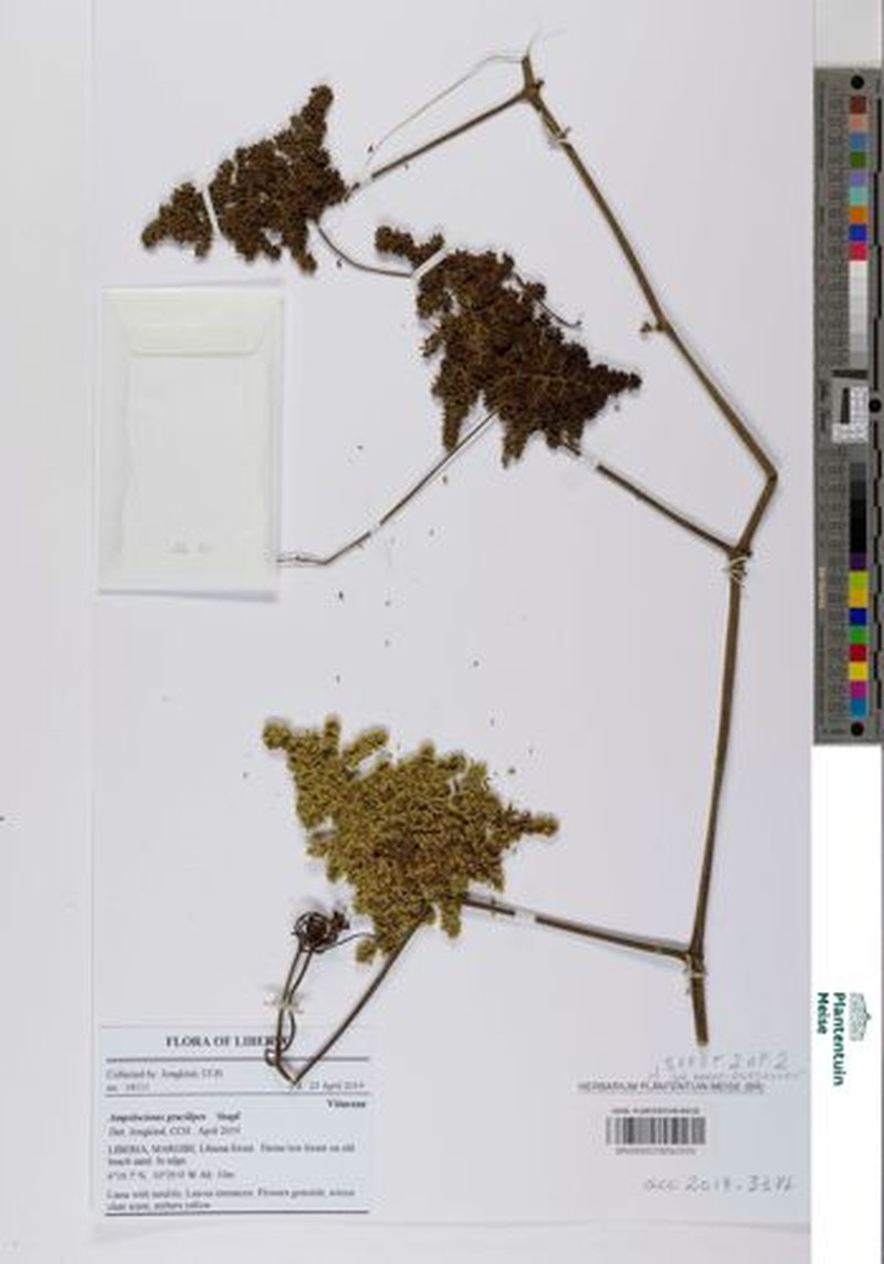 Ampelocissus gracilipes photo 3