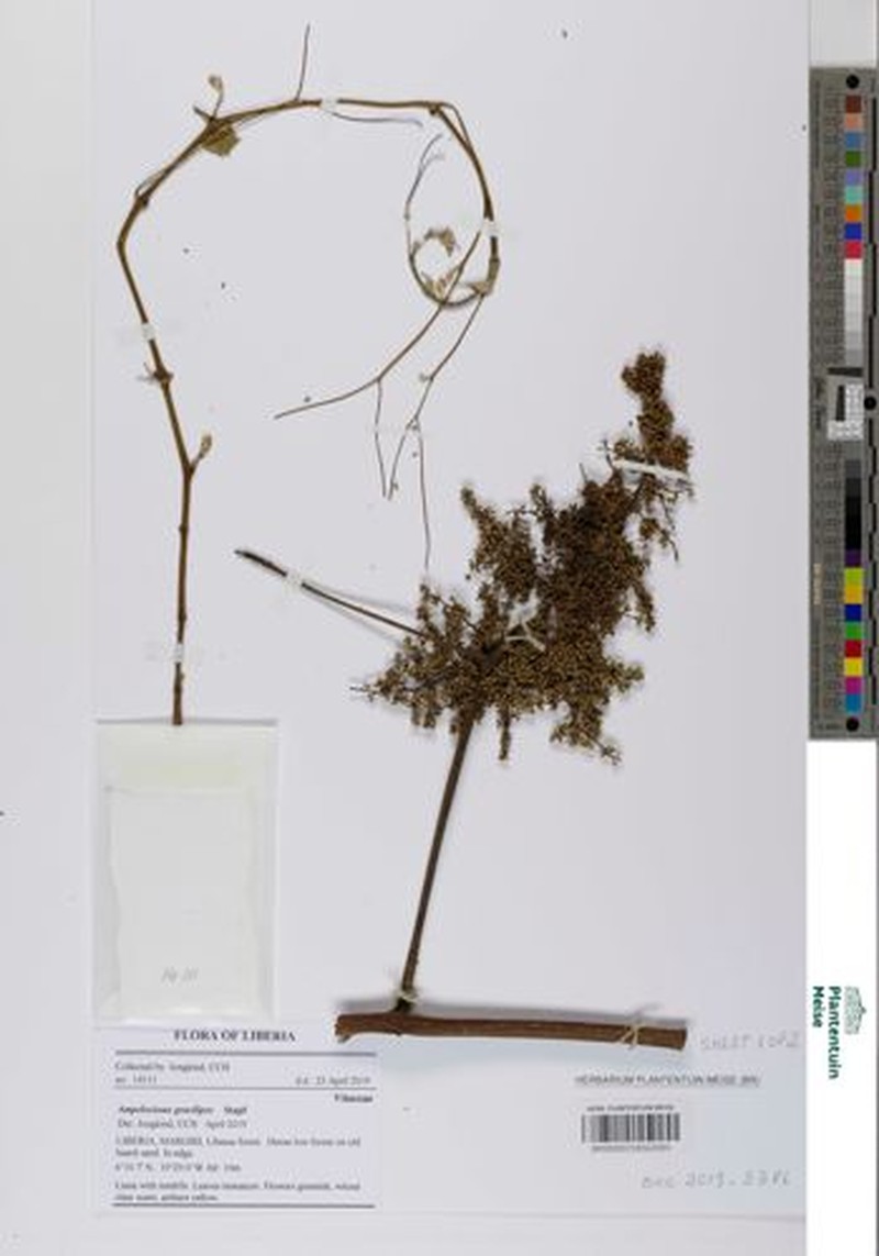 Ampelocissus gracilipes photo 4