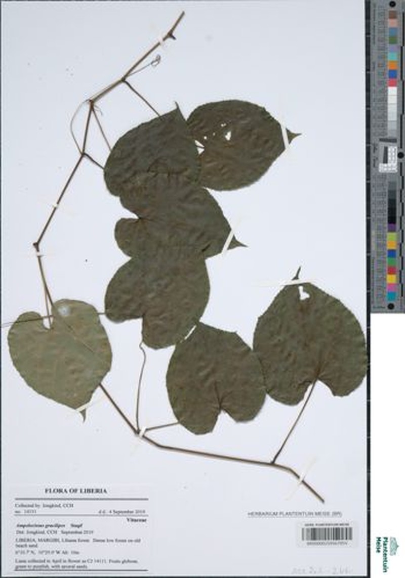 Ampelocissus gracilipes photo 5