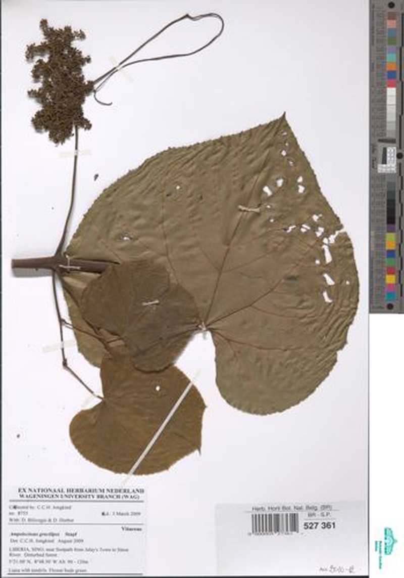 Ampelocissus gracilipes photo 6
