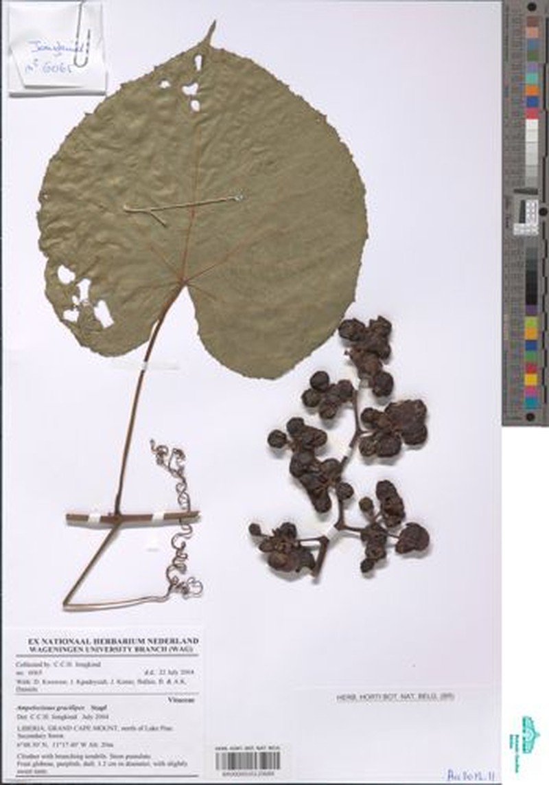 Ampelocissus gracilipes photo 7