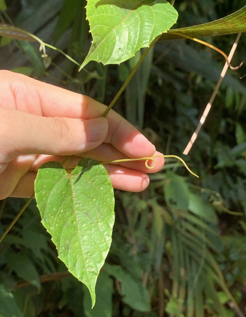 Ampelocissus gracilis