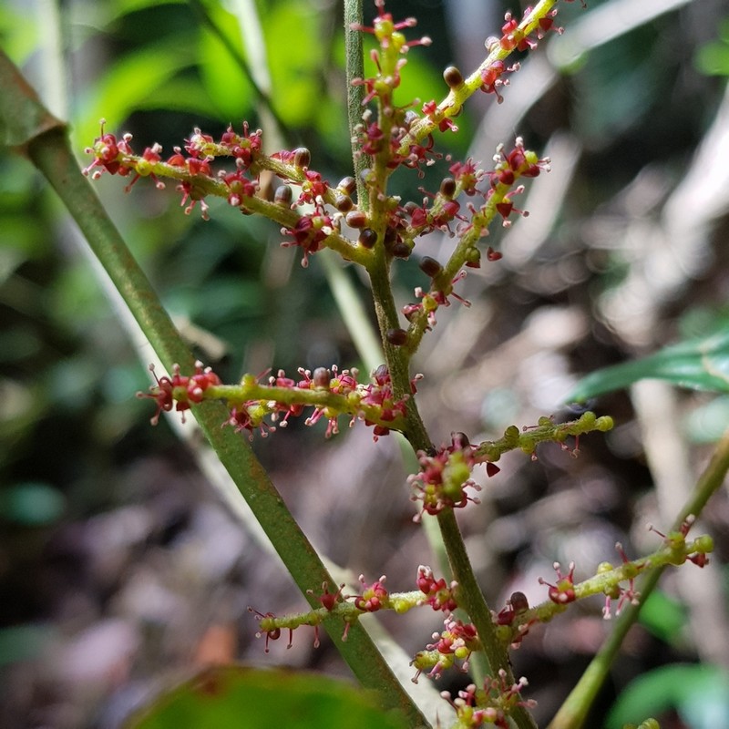 Ampelocissus gracilis photo 2
