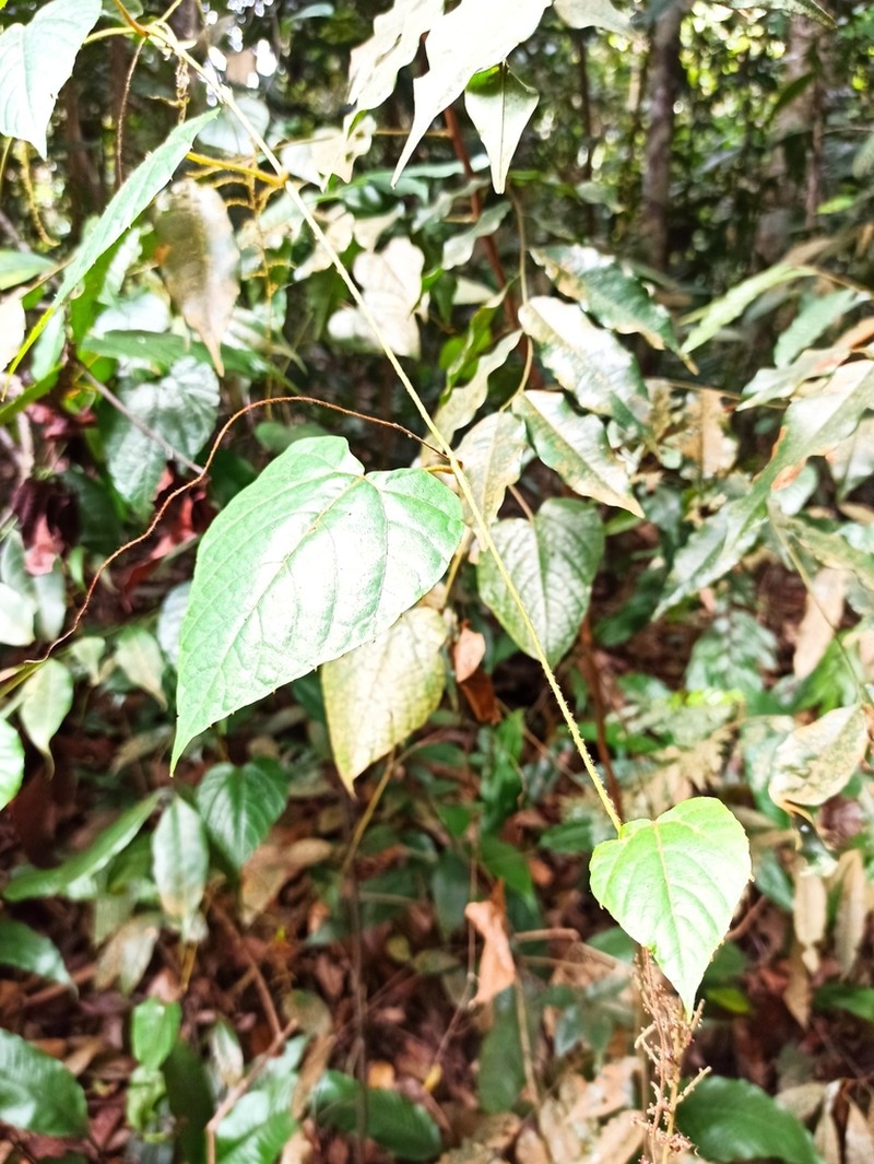 Ampelocissus gracilis photo 3