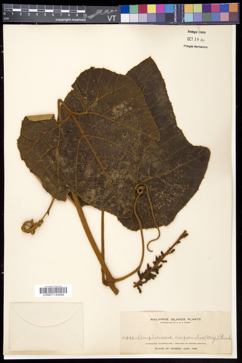 Ampelocissus imperialis photo 2