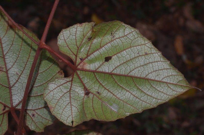 Ampelocissus indica