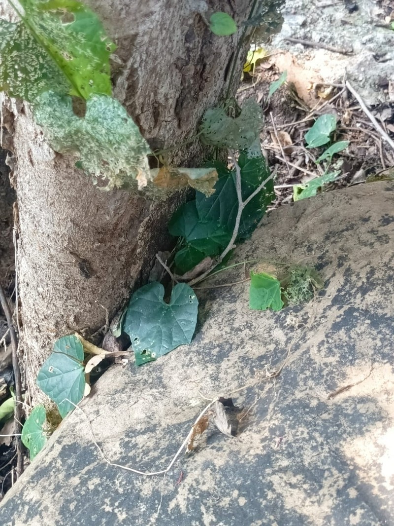 Ampelocissus indica photo 2