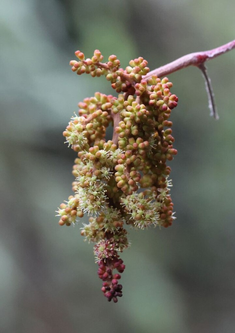 Ampelocissus indica photo 3