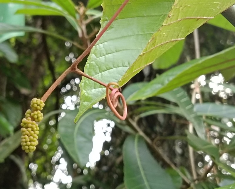 Ampelocissus indica photo 4
