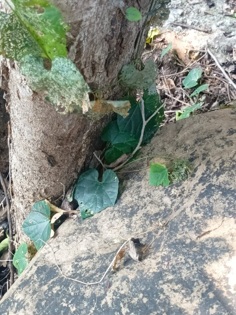Ampelocissus indica photo 8