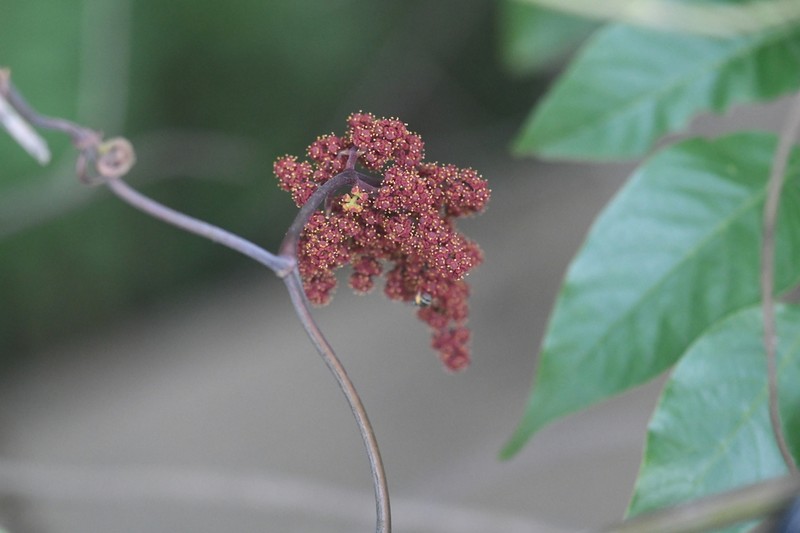 Ampelocissus latifolia photo 3