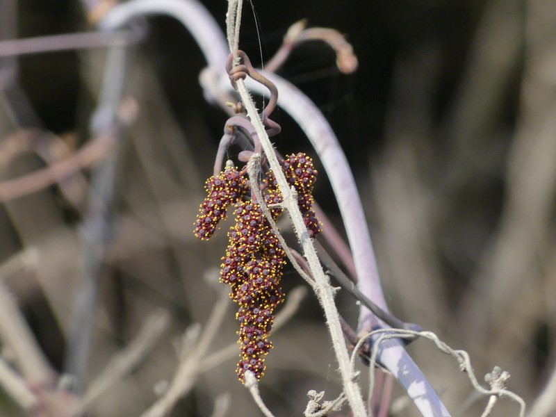 Ampelocissus latifolia photo 4
