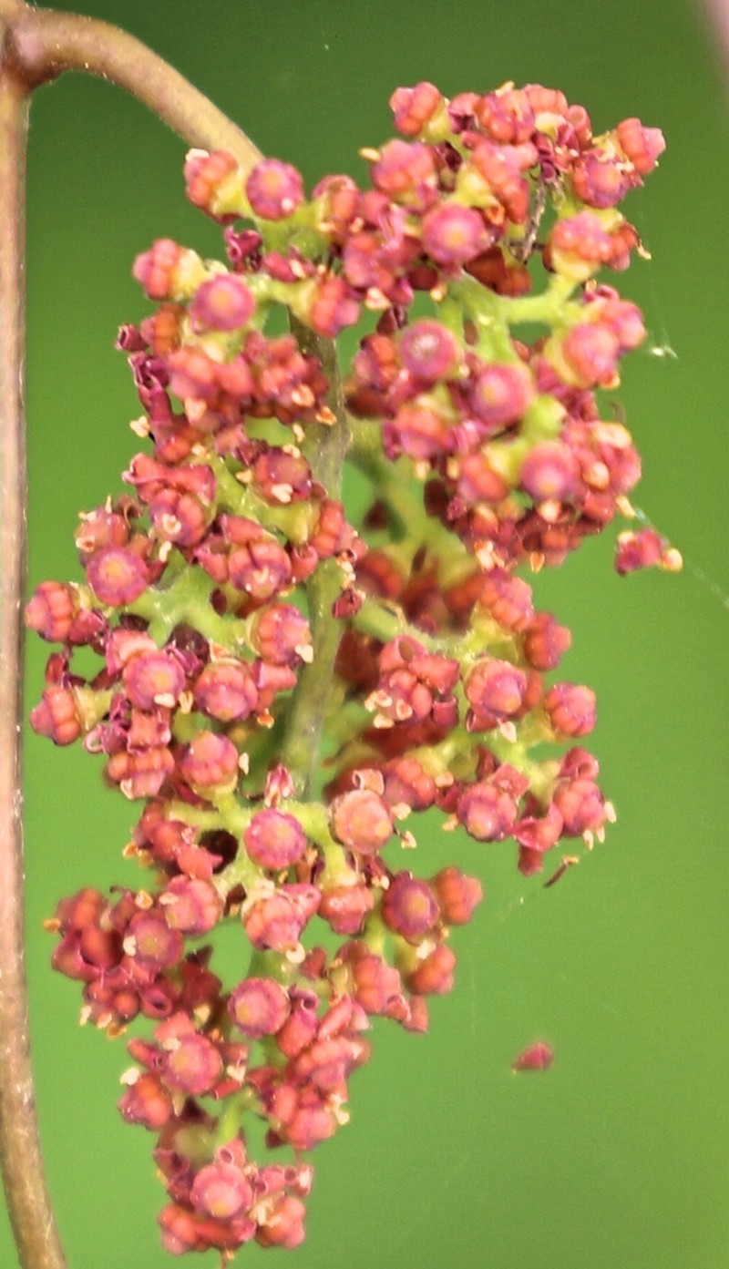 Ampelocissus latifolia photo 5
