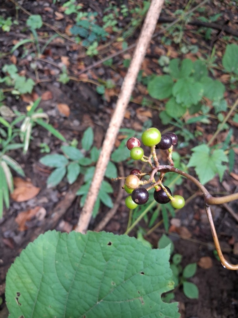 Ampelocissus latifolia photo 6