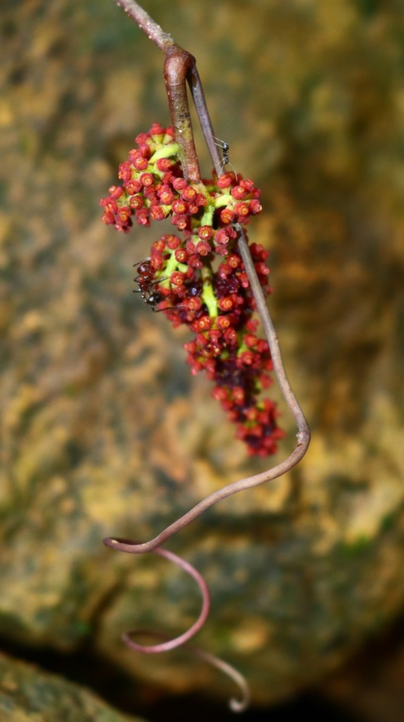 Ampelocissus latifolia photo 7