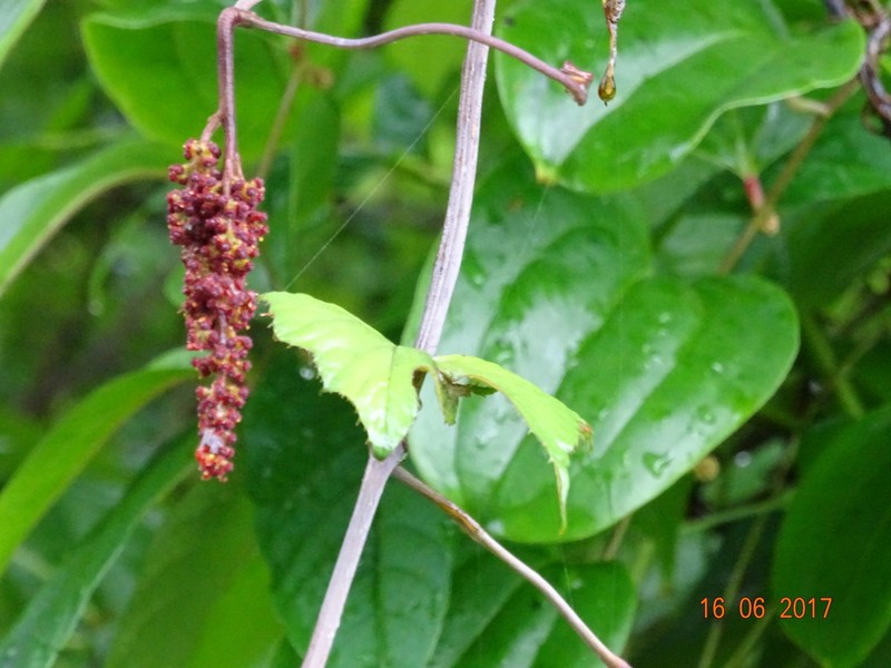 Ampelocissus latifolia photo 8