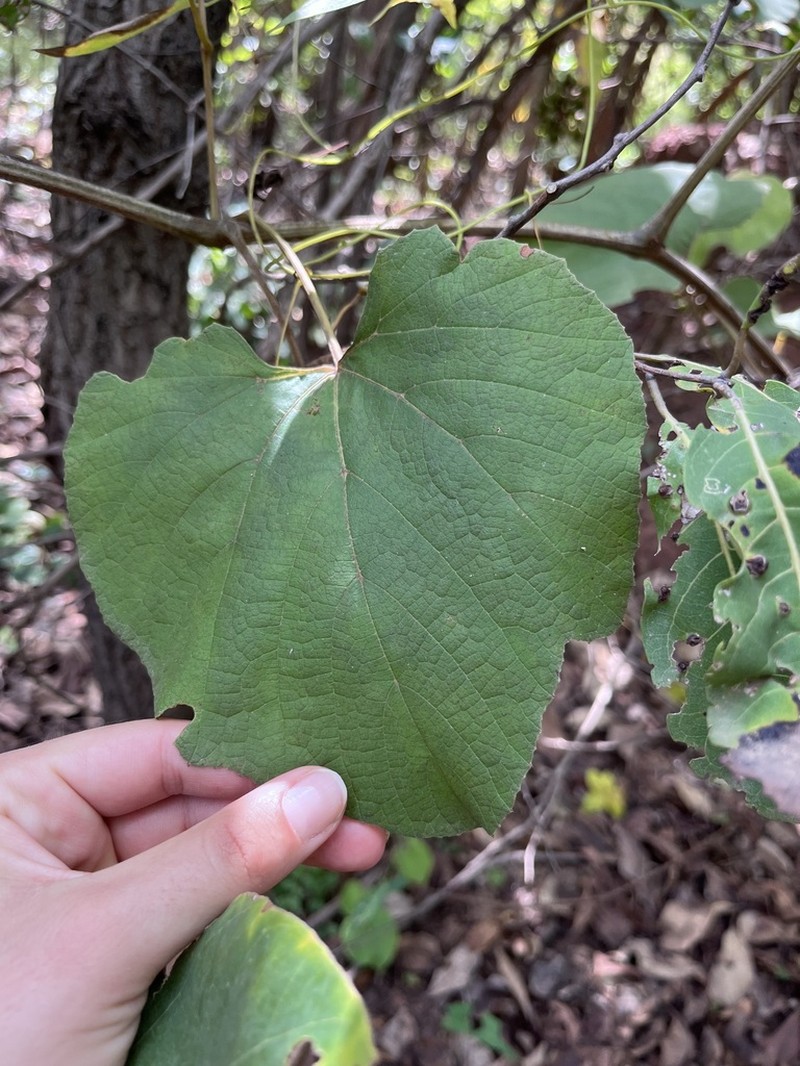 Ampelocissus leonensis
