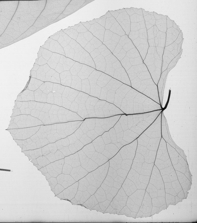 Ampelocissus leonensis photo 2