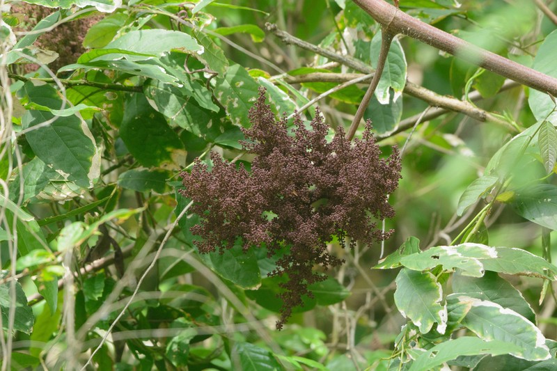 Ampelocissus martini photo 3