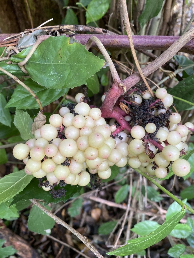 Ampelocissus martini photo 4