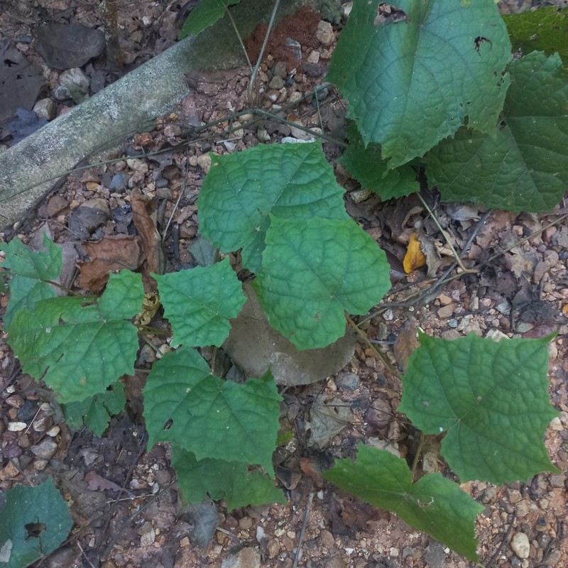 Ampelocissus martini photo 5