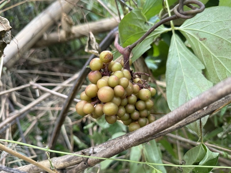 Ampelocissus martini photo 8