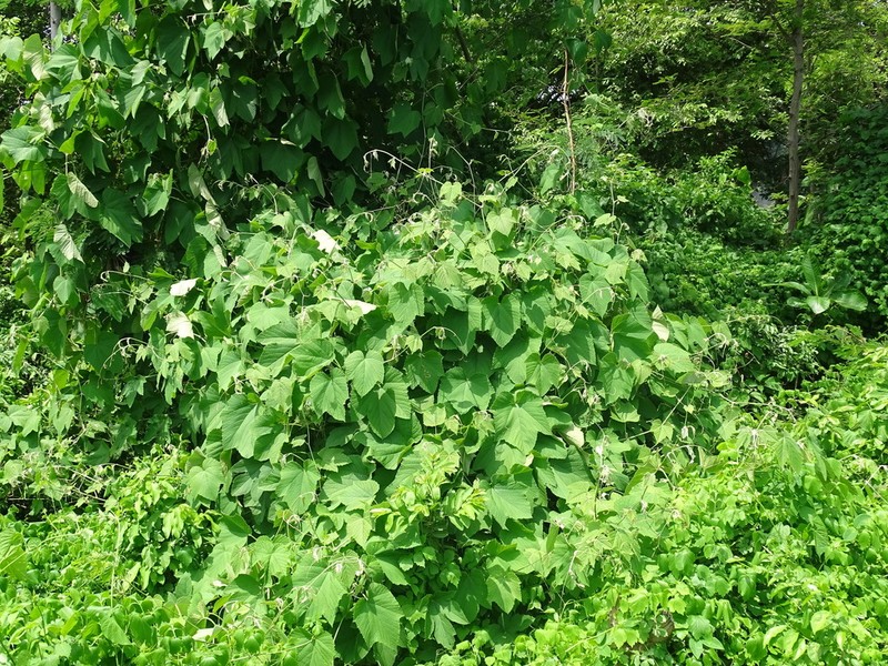 Ampelocissus mesoamericana