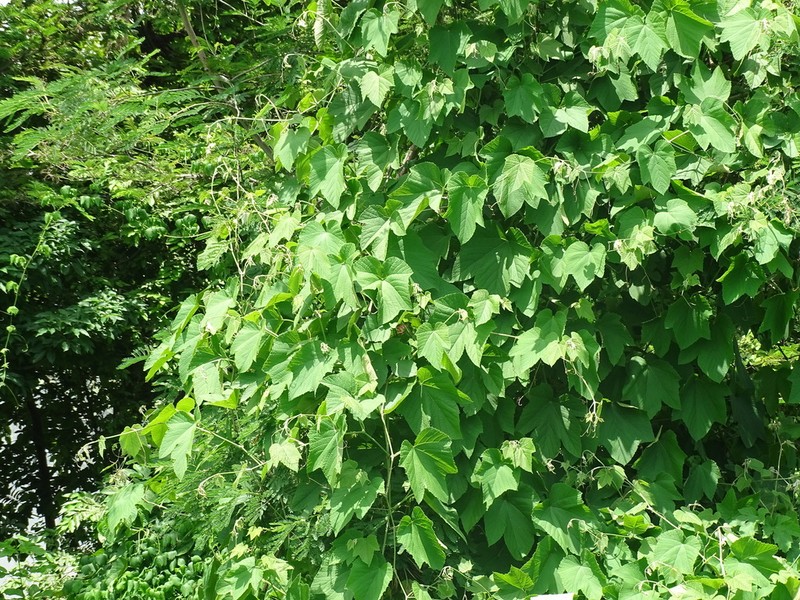 Ampelocissus mesoamericana photo 2