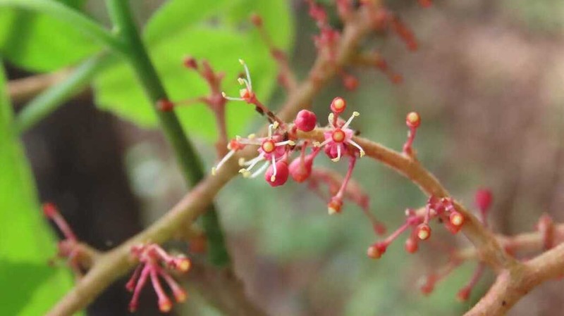 Ampelocissus mesoamericana photo 3