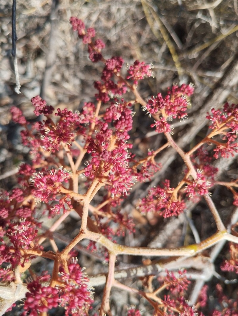 Ampelocissus mesoamericana photo 6