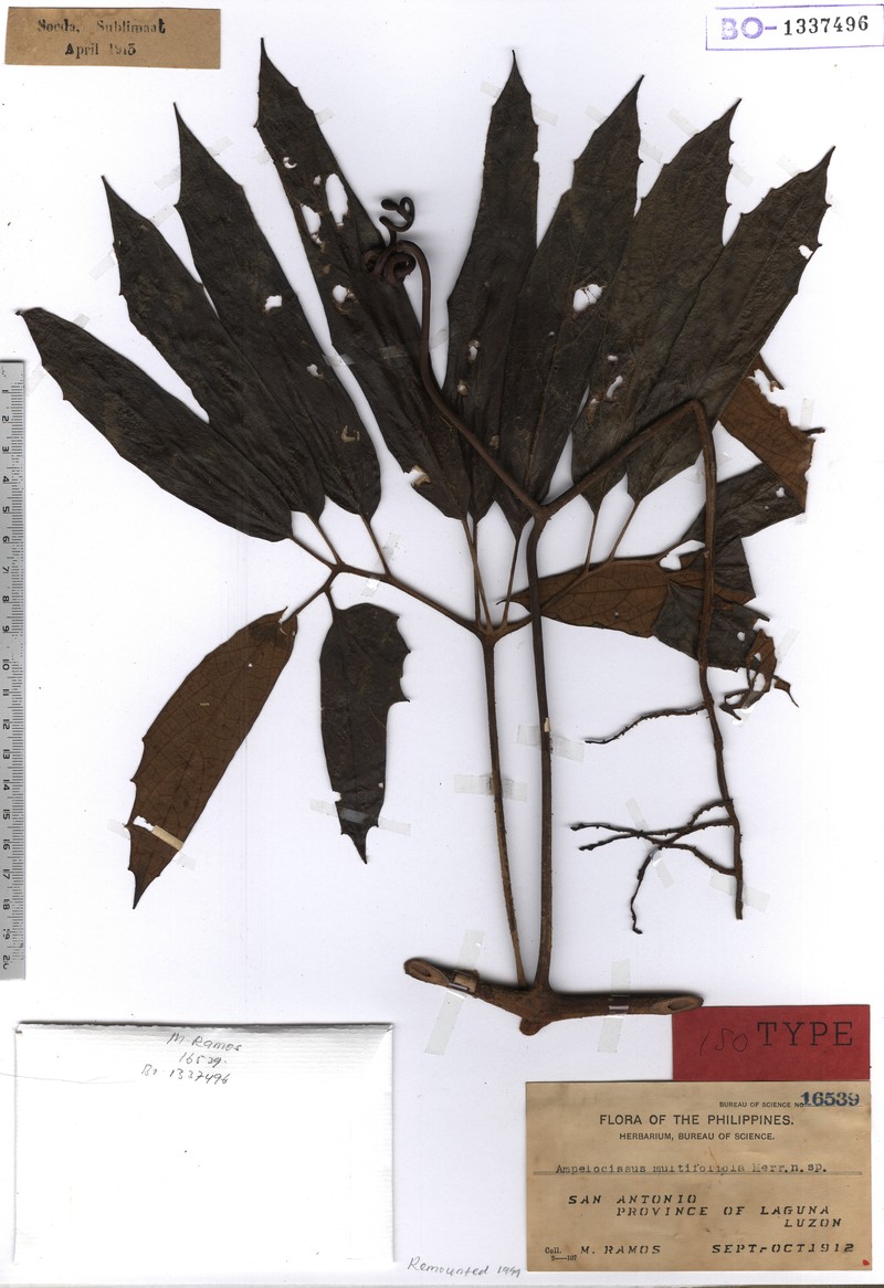 Ampelocissus multifoliola