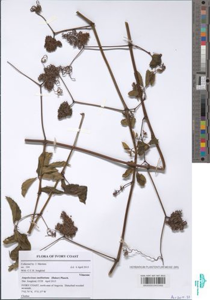 Ampelocissus multistriata