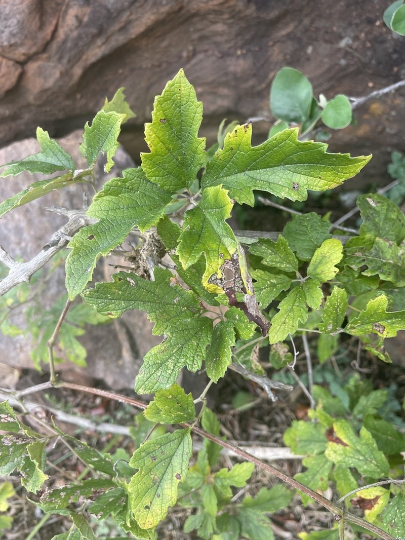 Ampelocissus obtusata