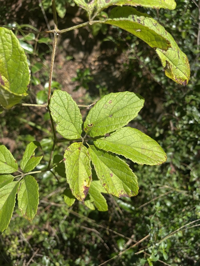Ampelocissus obtusata photo 2