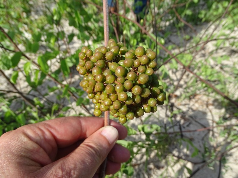 Ampelocissus obtusata photo 3