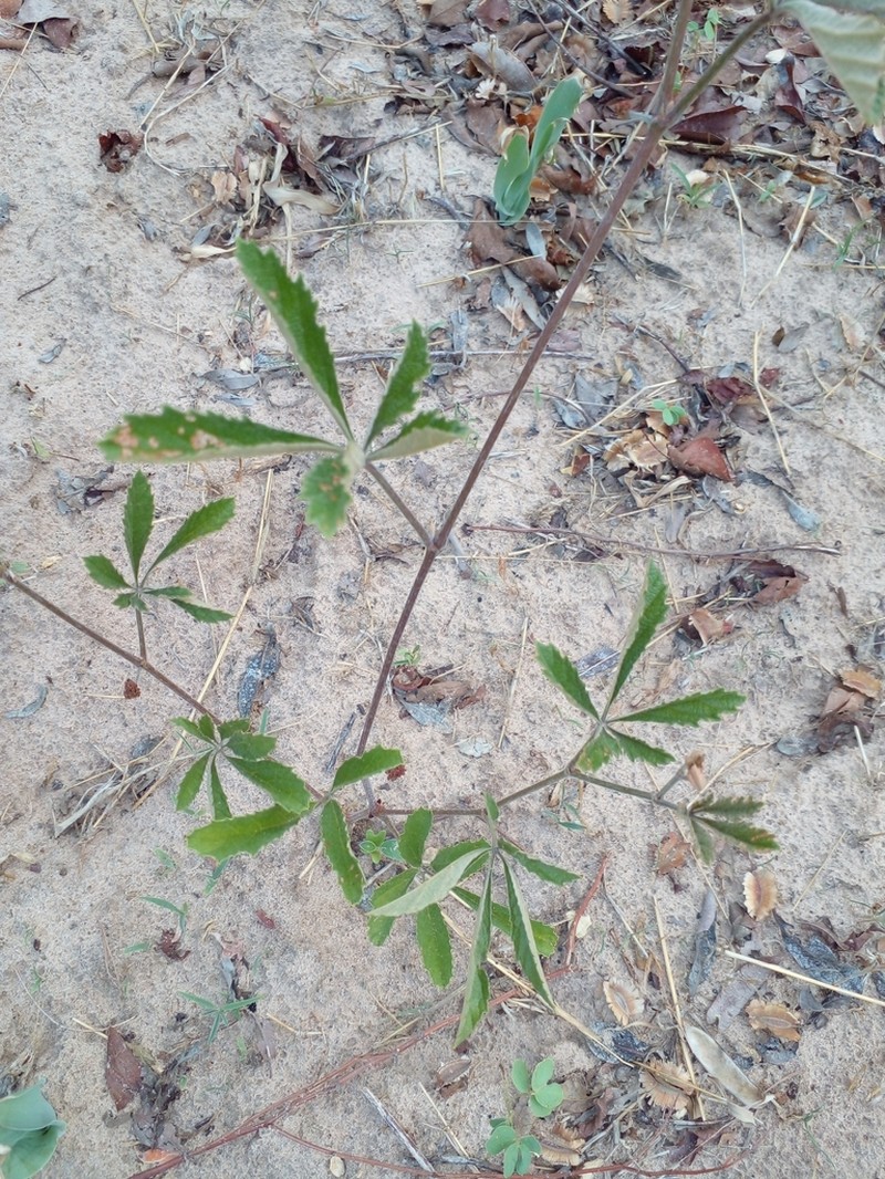 Ampelocissus obtusata photo 5