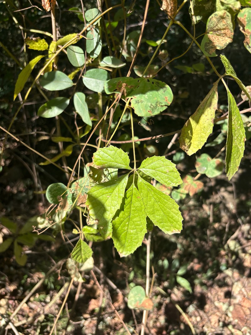 Ampelocissus obtusata photo 6