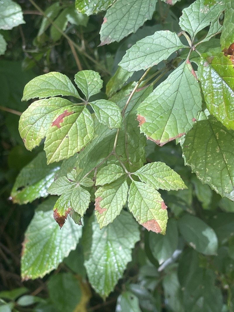 Ampelocissus obtusata photo 8