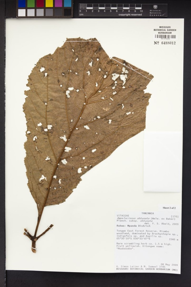 Ampelocissus obtusata subsp. obtusata