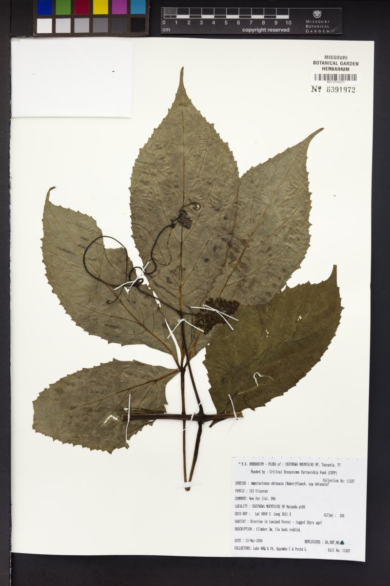 Ampelocissus obtusata subsp. obtusata photo 2