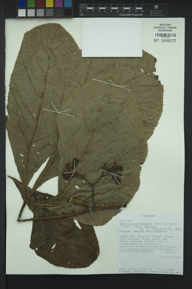 Ampelocissus obtusata subsp. obtusata photo 4