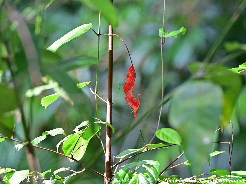 Ampelocissus polita photo 3